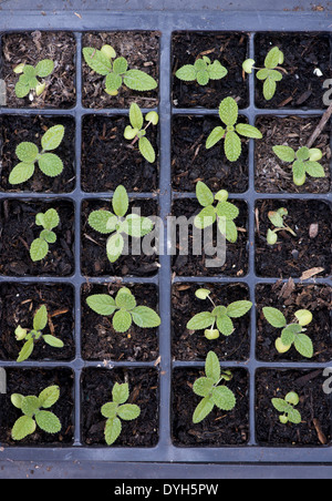 Verbreitende Salvia Viridis blau Clary Sämlinge in ein Fach Stecker Stockfoto