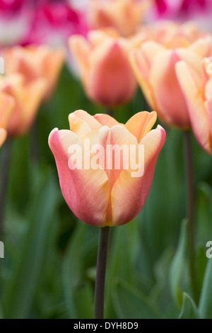 Tulipa 'Apricot Foxx"im Garten. Stockfoto