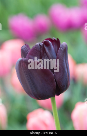 Tulipa 'Paul Scherer"im Garten. Stockfoto