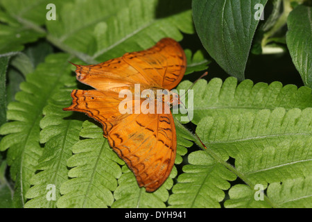 Malay Cruiser Schmetterling (Vidula Dejone Erotella, Vindula Arsinoe) posiert mit Flügel öffnen Stockfoto