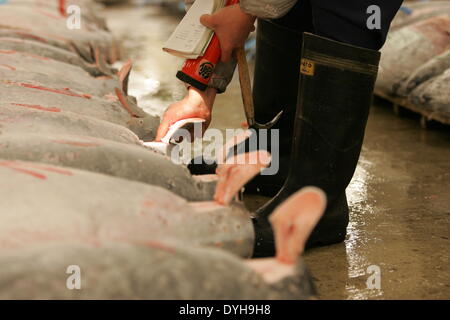 Tokio, Japan. 30. Dezember 2005. Großhändler überprüfen die Qualität der frischen Thunfisch auf dem Tsukiji-Markt vor Silvester Auktion in Tokio 18. April 2014 angezeigt. Hitoshi Yamada/NurPhoto/ZUMAPRESS.com/Alamy © Live-Nachrichten Stockfoto