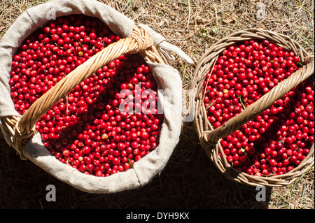 Rote Beeren frisch gepflückt aus dem Wald, in Weidenkörben. Stockfoto