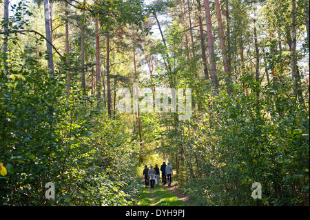 Eine Gruppe von Menschen zu Fuß in einem Wald in Osteuropa, Sammeln von Pilzen im Frühling/Sommer. Stockfoto