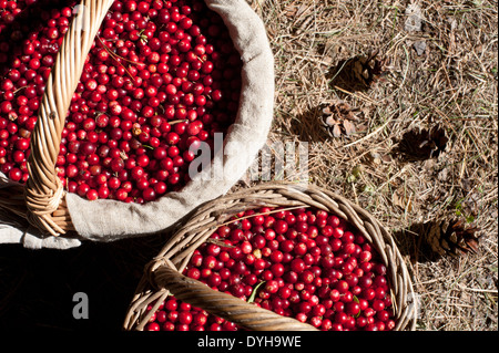 Rote Beeren (Preiselbeeren) frisch gepflückt aus dem Waldboden im Frühjahr, in Weidenkörbe mit Tannenzapfen. Stockfoto