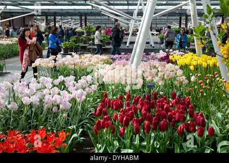 Tulpen in der König Willem Alexander Hall auf dem Keukenhof in Lisse, Niederlande Stockfoto