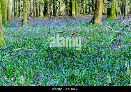 Schönen Frühling Glockenblumen im Grovely Wald-Wishford in der Nähe von Salisbury Stockfoto