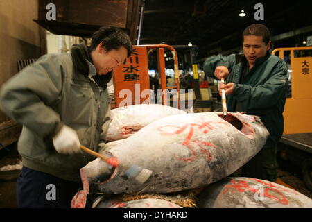 Tokio, Japan. 30. Dezember 2005. Großhändler überprüfen die Qualität der frischen Thunfisch auf dem Tsukiji-Markt vor Silvester Auktion in Tokio 18. April 2014 angezeigt. Hitoshi Yamada/NurPhoto/ZUMAPRESS.com/Alamy © Live-Nachrichten Stockfoto