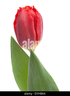 dunkle rote Tulpe mit gekräuselten Rand, isoliert auf weiss Stockfoto