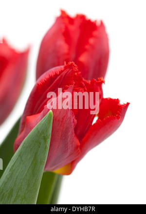 dunkle rote Tulpe mit gekräuselten Rand, isoliert auf weiss Stockfoto