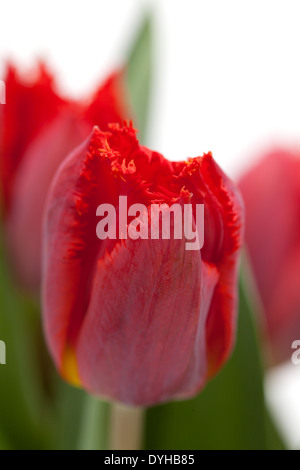 dunkle rote Tulpe mit gekräuselten Rand, isoliert auf weiss Stockfoto