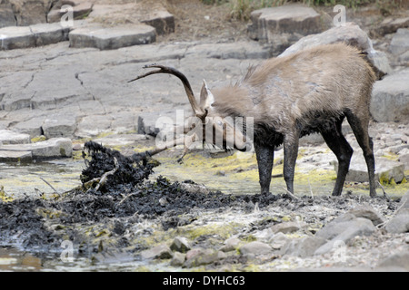 Sambar-Hirsch (Rusa unicolor)-Rudding im Schlamm während der Brunft. Stockfoto