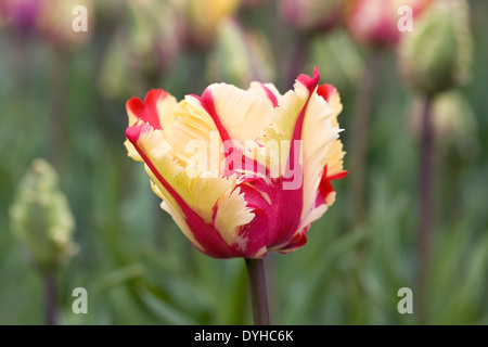 Tulipa 'Flaming Parrot"im Garten. Stockfoto
