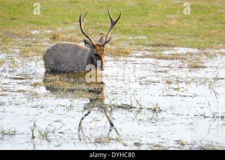 Sambar Hirsche (Rusa unicolor) Fütterung im Wasser. Stockfoto