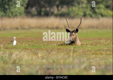 Sambar Hirsche (Rusa unicolor) Fütterung im Wasser. Stockfoto