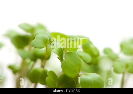 Anbau von Nahrungsmitteln - Rucola-Salat Sämlinge Stockfoto