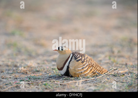 Bemalte Sandgrouse (Pteclores Indicus) am Boden liegen. Stockfoto