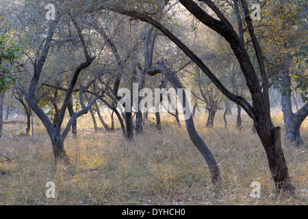 Trockenwald im Ranthambhore National Park, Indien. Stockfoto