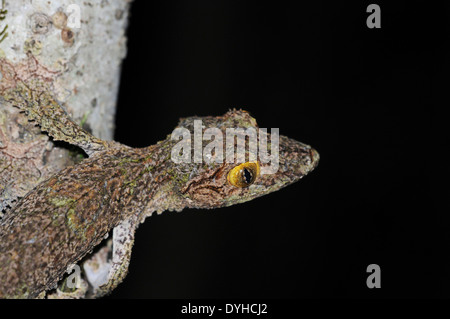 Moosigen Blatt-tailed Gecko (Uroplatus Sikorae), in der Nacht fotografiert. Stockfoto