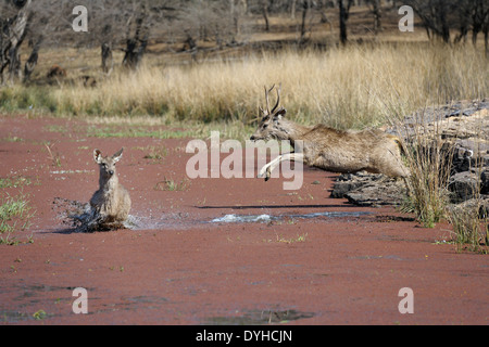 Sambar Hirsche (Rusa unicolor) springen im Wasser. Stockfoto