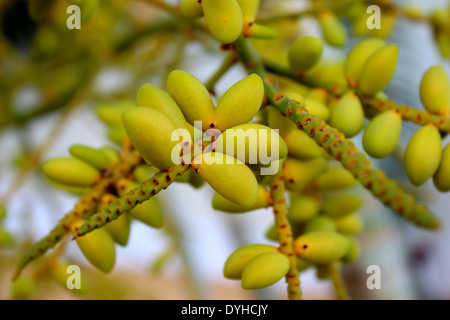 Obst auf Palme, Acapulco, Mexiko Stockfoto