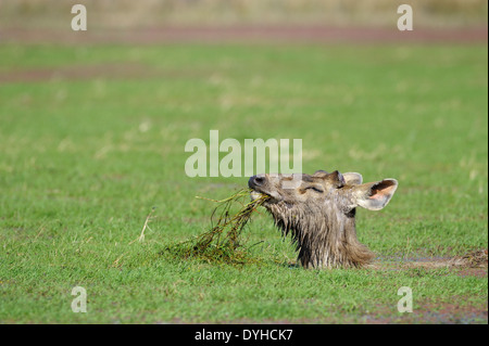 Sambar Hirsche (Rusa unicolor) Fütterung im Wasser. Stockfoto