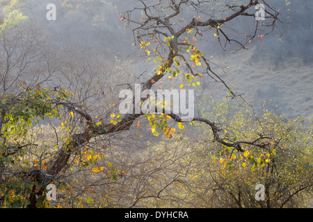 Wald mit Blätter trocknen und Hintergrundbeleuchtung im Ranthambhore National Park, Indien. Stockfoto