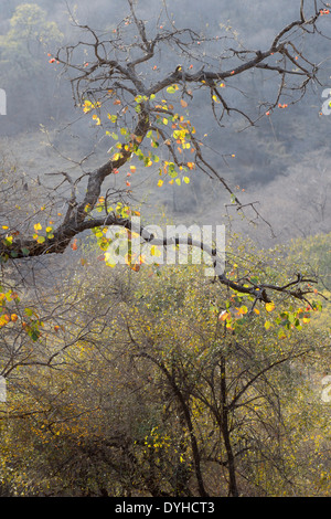 Wald mit Blätter trocknen und Hintergrundbeleuchtung im Ranthambhore National Park, Indien. Stockfoto