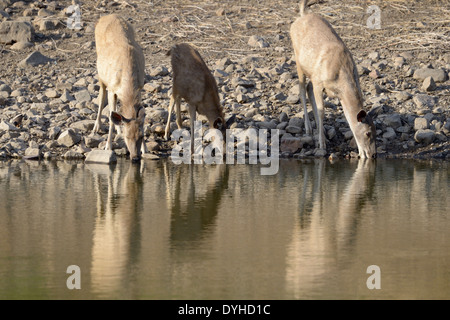 Sambar-Hirsch (Rusa unicolor) insgesamt Wasser trinken mit Reflexion. Stockfoto