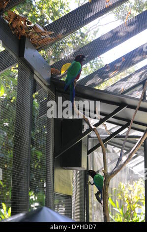 (140418)--SIGATOKA (Fidschi), 18. April 2014 (Xinhua)--zwei Papageien stehen auf Zweigen im Kula Eco Park, in der Nähe von Sigatoka, Fidschi, am 18. April 2014. Im Jahr 1997 gegründet, Kula Eco Park, ein 11 Hektar großen Anwesen inmitten dreier Täler, ist Heimat von Papageien, Tauben, Vögel, Reptilien, Meeresschildkröten, Weichkorallen und tropische Fische. (Xinhua/Michael Yang) Stockfoto