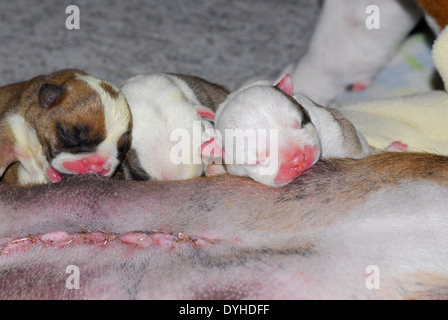 Hund mit Cesearean Abschnitt Pflege Welpen Stockfoto