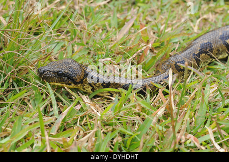 Madagaskar-Baum-Boa (Sanzinia Madagascariensis) Stockfoto