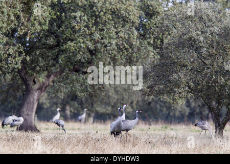 Kranich, eurasische Kranich Grus Grus, Kranich, Extremadura, Spanien, Familien Fütterung in Dehesas mit Eichen Stockfoto