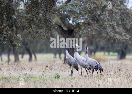 Kranich, eurasische Kranich Grus Grus, Kranich, Extremadura, Spanien, Familie mit Küken in Dehesa mit Eichen stehen Stockfoto