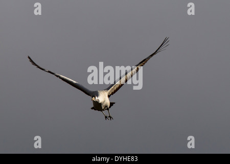 Grauer Kranich Grus Grus, Eurasian Crane, Eurasischer Kranich, Flugbild, Spanien, Extremadura Stockfoto