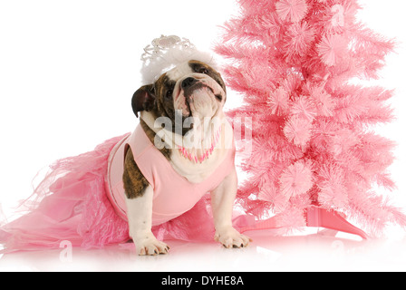 verdorben Hund - englische Bulldogge kleidete sich wie eine Prinzessin in Rosa mit Tiara auf weißem Hintergrund Stockfoto