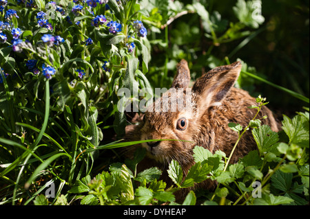 Feldhase, brauner Hase, Lepus Europaeus, Feldhasen, Leveret sitzen im Gras mit Blumen Stockfoto