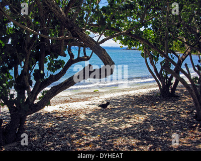 Pfad zum Melones Beach Isla Culebra Puerto Rico USA Gebiet Stockfoto