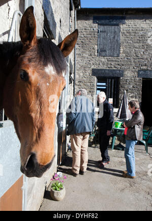 Middleham, Yorkshire, Großbritannien. North Dales Ställe "öffnen" Tag. Die Middleham Ställe Tag der offenen Tür ging voran trotz Rennen wird am Karfreitag zum ersten Mal zugelassen. Seine Zukunft gewesen bedroht mit racing Set Musselburgh und Lingfield bereitgestellt werden. Aber nach Betfair weiter als Sponsoren und Middleham Trainer Association "einstimmig" beschlossen, die zwei Jahrzehnte Tradition fortzuführen.  Ein Dutzend Ställe öffneten ihre Türen für die Veranstaltung. Bildnachweis: Cernan Elias/Alamy Live-Nachrichten Stockfoto