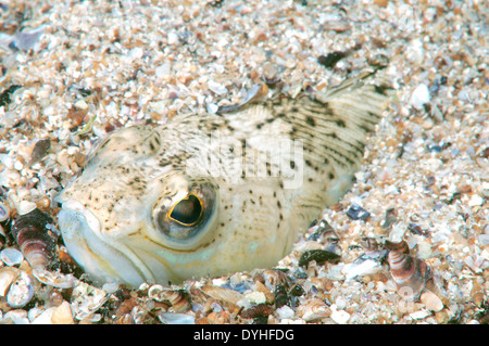 Größere Fische Petermännchen (Trachinus Draco) Stockfoto