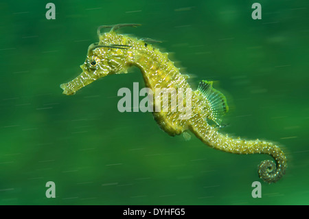 Kurz-snouted Seepferdchen (Hippocampus Hippocampus), Schwarzes Meer, Krim, Russland Stockfoto