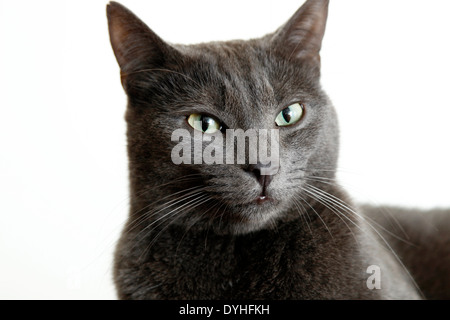 Eine graue Katze mit weißem Hintergrund Stockfoto