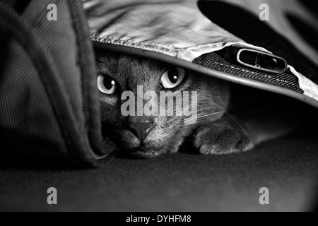 Eine graue Katze, versteckt unter einer Tasche Stockfoto