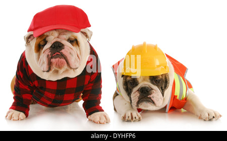 Arbeitshunde - arbeiten zwei Englisch Bulldogs, die sich für gekleidet auf weißem Hintergrund Stockfoto