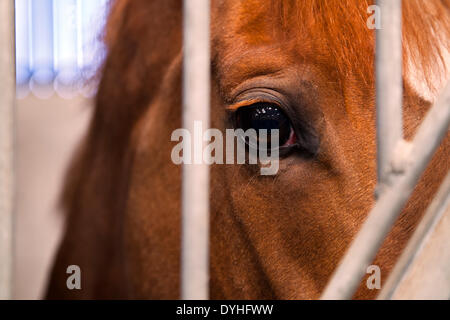 Das Auge eines Pferdes, das durch Anti-Webgitter stabile Metalldooir schaut. Middleham, Yorkshire, Großbritannien. April 2014. North Dales Stables Tag der offenen Tür. Stockfoto