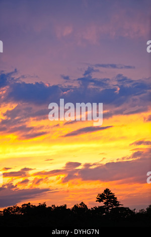 Spektakulären Sonnenuntergang über dem dunklen Wald mit goldenen und lila Farben in Ontario, Kanada. Stockfoto