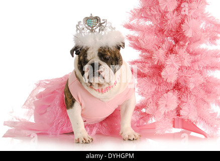 verdorben Hund - englische Bulldogge kleidete sich wie eine Prinzessin in Rosa mit Tiara auf weißem Hintergrund Stockfoto