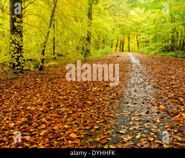Blatt übersäten Pfad durch den herbstlichen Wald, Svejserdalen, Mölndal, Schweden, Europa Stockfoto