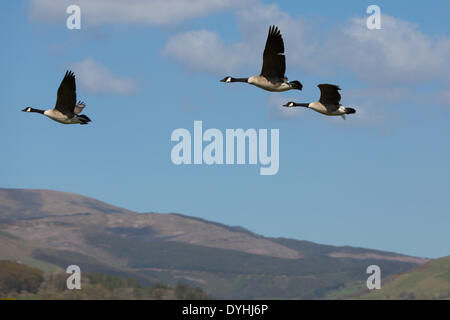 Kanadagänse fliegen in Formation Ynyshir RSPB Reserve in der Nähe von Machynlleth, mid Wales. Stockfoto