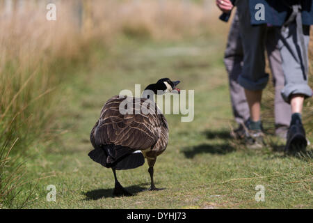 Gilpin RSPB Natur Reserve, Wales, UK. 18. April 2014.  Ein Zischen männlichen Kanadische Gans jagt Weg Ostern Urlaub Wanderer aus dem Nest an der RSPB Gilpin, in der Nähe von Machynlleth, mid Wales reservieren. Bildnachweis: atgof.co/Alamy Live News Stockfoto