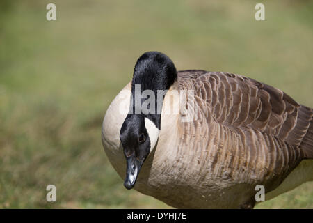 Gilpin RSPB Natur Reserve, Wales, UK. 18. April 2014.  Ein Zischen männlichen Kanadische Gans wehrt ab Ostern Urlaub Wanderer aus dem Nest an der RSPB Reserve an Gilpin, in der Nähe von Machynlleth, mid Wales. Bildnachweis: atgof.co/Alamy Live News Stockfoto